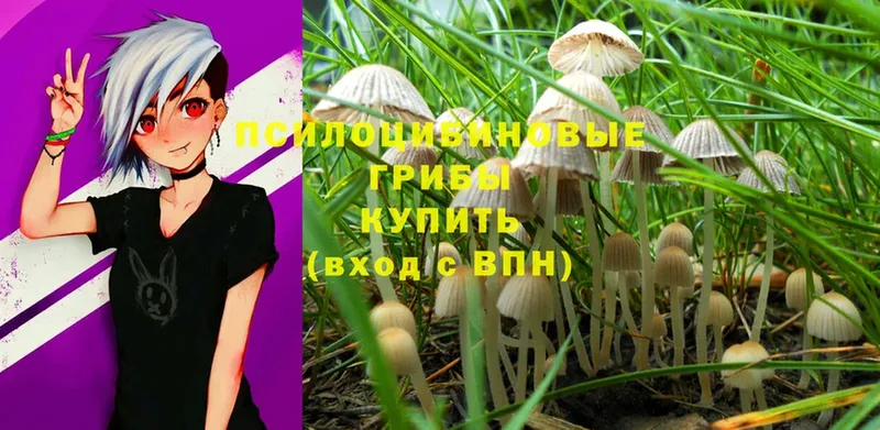 Псилоцибиновые грибы Psilocybe  хочу   OMG как войти  Олонец 